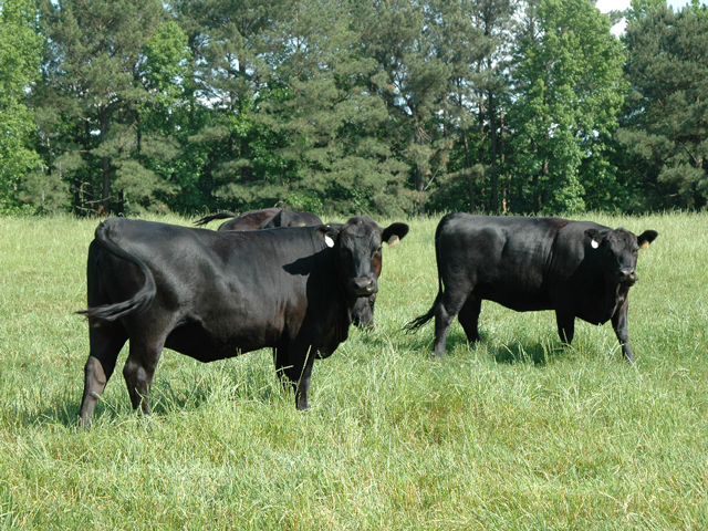 The risk factor for grass tetany in spring-calvers is higher, but can be offset with minerals. (DTN/Progressive Farmer photo by Becky Mills)